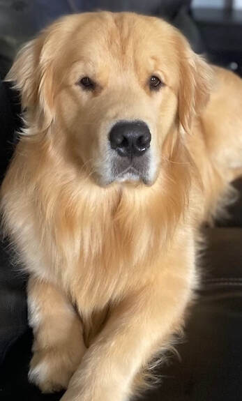 Photo of a golden retriever laying down