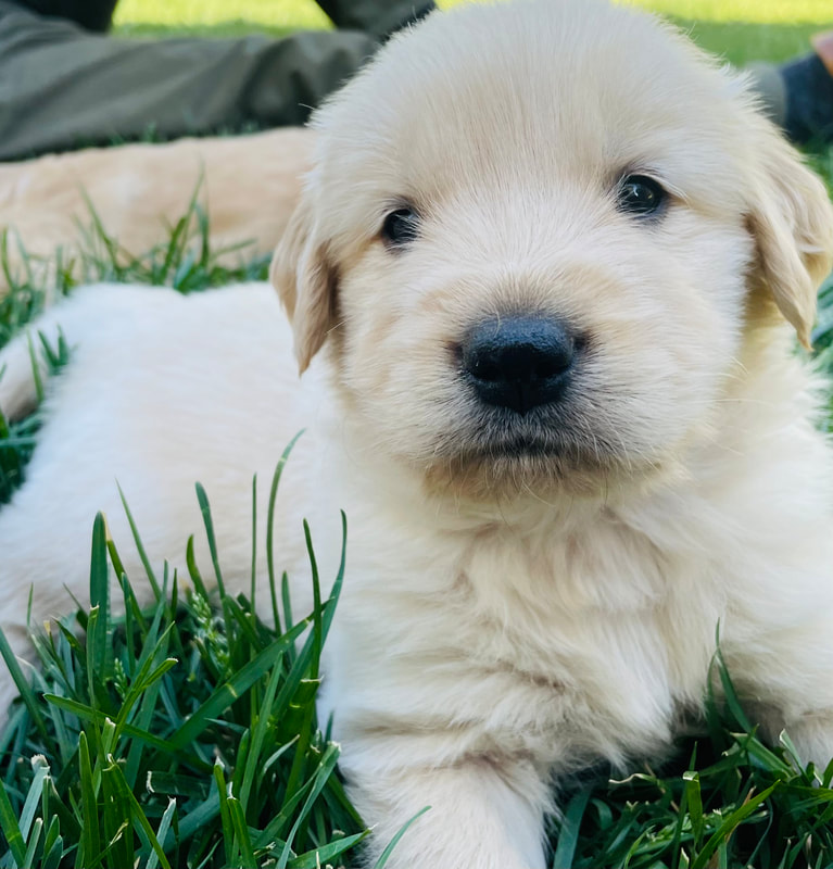 Photo of young golden retriever puppy with white fur
