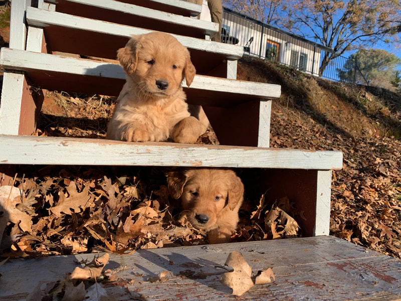 A photo with two golden retriever puppies on steps.