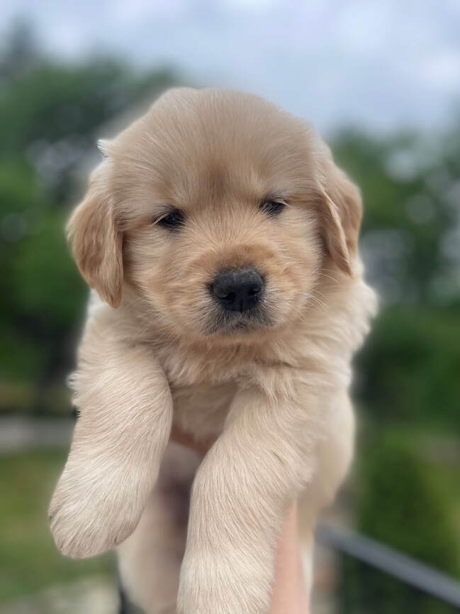 A close up photo of a golden retriever puppy